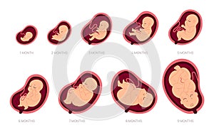 Pregnancy stages. Fetal foetus development process, human embryo growth for nine months, medical education and health