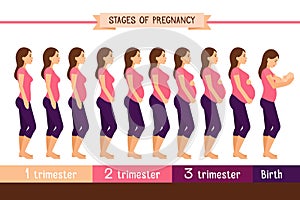 Pregnancy stages flat vector illustration. Pregnant woman and birth newborn trimester infographics photo