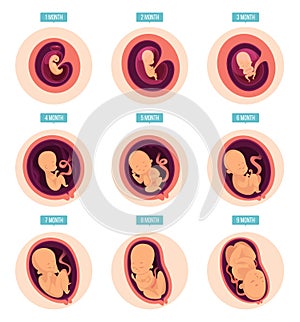 Pregnancy stages. Human growth stages embryo development egg fertility pregnancy stages vector infographic pictures