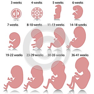 Pregnancy stages