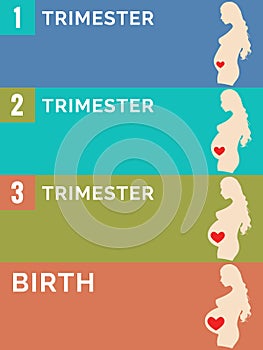 Pregnancy stages. Infographic.
