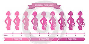 Pregnancy stages line