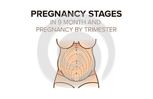 Pregnancy stages in 9 month. Pregnancy by trimester photo
