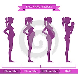 Pregnancy stages. Vector illustration. Infographic elements.