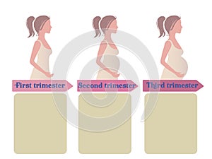 Pregnancy trimester infographic