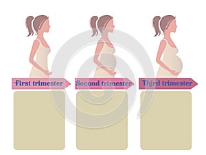 Pregnancy trimester infographic photo