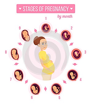 Pregnancy trimester infographic. Human growth stages new born baby development egg embryo fertility vector illustrations