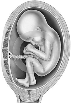 Pregnancy - Unborn Child in the Womb