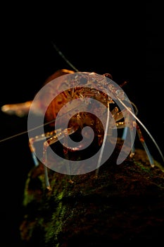 Pregnant Amano Shrimp photo