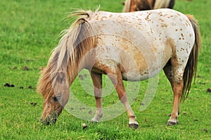 Pregnant American mini horse photo