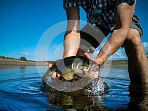 Pregnant Bass fishing on beautiful lake in South Africa closeup shot with lure