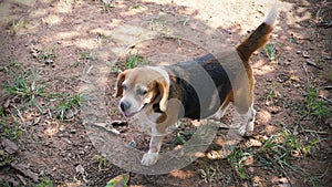 Pregnant beagle standing on the ground
