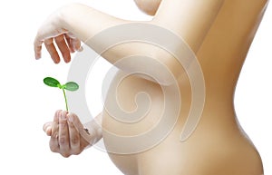 Pregnant belly and a plant in the hands of women