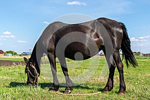 Pregnant black horse in a meadow against a blue sky