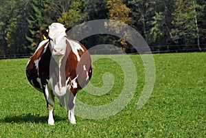 Pregnant brown cow