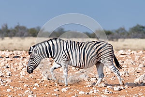 Pregnant Burchells zebra mare walking in red sand