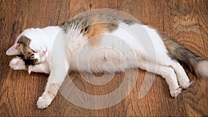 Pregnant cat lies on the wooden floor and licks. Cat in the last term of pregnancy. Pregnant calico cat with big belly