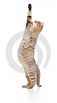 Pregnant cat looking upward on white