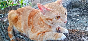 pregnant cat sunbathing on the bricks