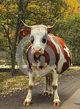 Pregnant Cow