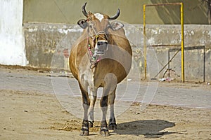 Pregnant cow