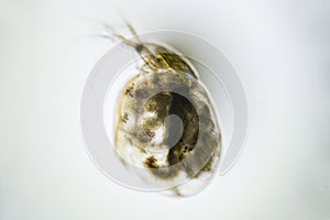 Pregnant crustacean Zooplankton Water Flea Daphnia