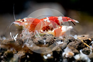 Pregnant crystal red dwarf shrimp look for food in aquatic soil and show eggs in stomach in freshwater aquarium tank