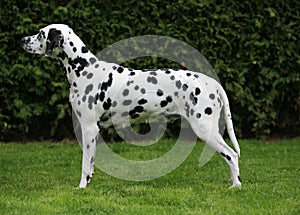 Pregnant dalmatian