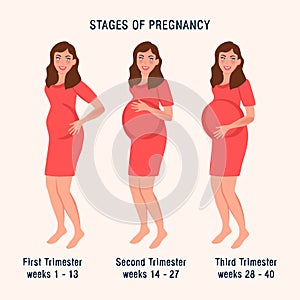 Pregnant at different times. Trimester of pregnancy. Vector illustration of motherhood, childbirth, waiting for a baby