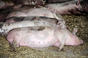 Pregnant domestic sows are waiting the birth of little piglets a