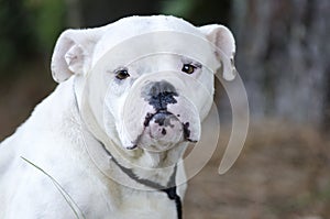 Pregnant English Bulldog dog