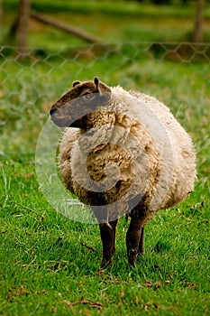 Pregnant ewe photo