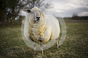 Pregnant Ewes