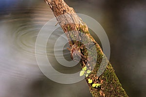 Pregnant fishing spider Dolomedes tenebrosus perches on a piece photo