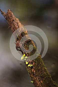 Pregnant fishing spider Dolomedes tenebrosus perches on a piece photo