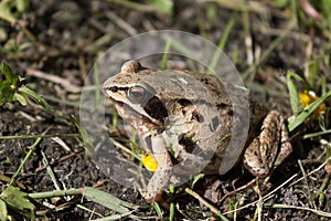 Pregnant frog in the grass in anticipation