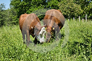 Pregnant German breed rot bunt cows grazing in the fields