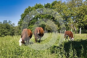 Pregnant German breed rot bunt cows grazing in the fields