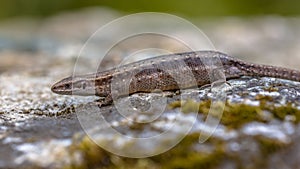 Pregnant or gravid female of Viviparous lizard