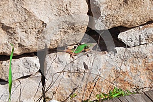 Pregnant green lizard inside the stone wall