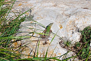 Pregnant green lizard on the stone among the grass