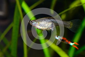 Pregnant guppy giving birth.