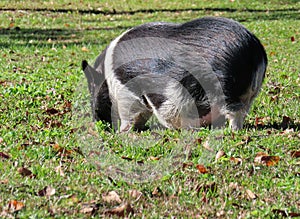 Pregnant hampshire pig on the grass, closeup