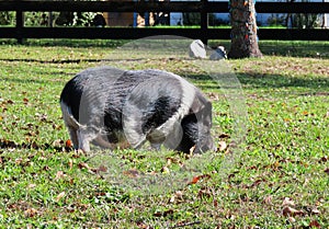 Pregnant hampshire pig on the grass, closeup