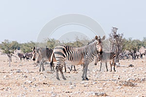 Pregnant Hartmann Mountain Zebra mare