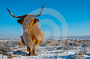 Pregnant Highland cow in winter coat