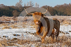 Pregnant Highland cow in winter coat