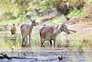 Pregnant hinds in water