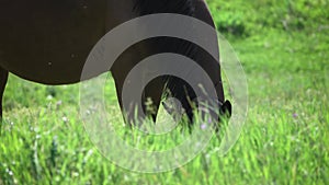 Pregnant horse grazes on pasture