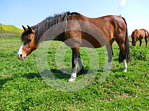 Pregnant horse in meadow on a sunny day